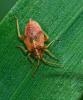 Harpocera thoracica